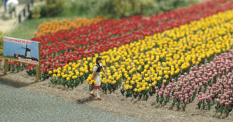 Комплект цветов тюльпан